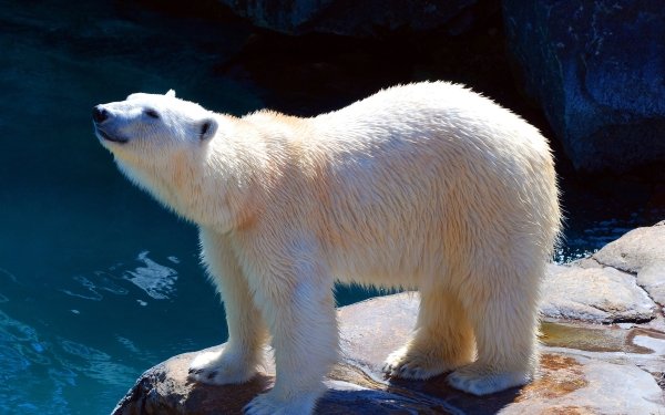 Animal Polar Bear Bears Zoo HD Wallpaper | Background Image