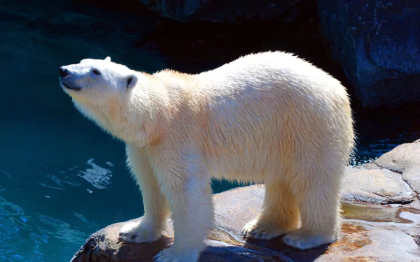 HD desktop wallpaper featuring a polar bear standing on rocks by water in a zoo setting, highlighting the animal's white fur against a dark background.