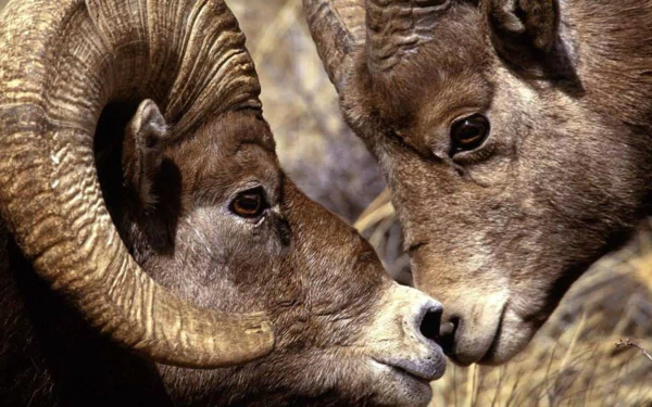 mountain goat Animal goat HD Desktop Wallpaper | Background Image