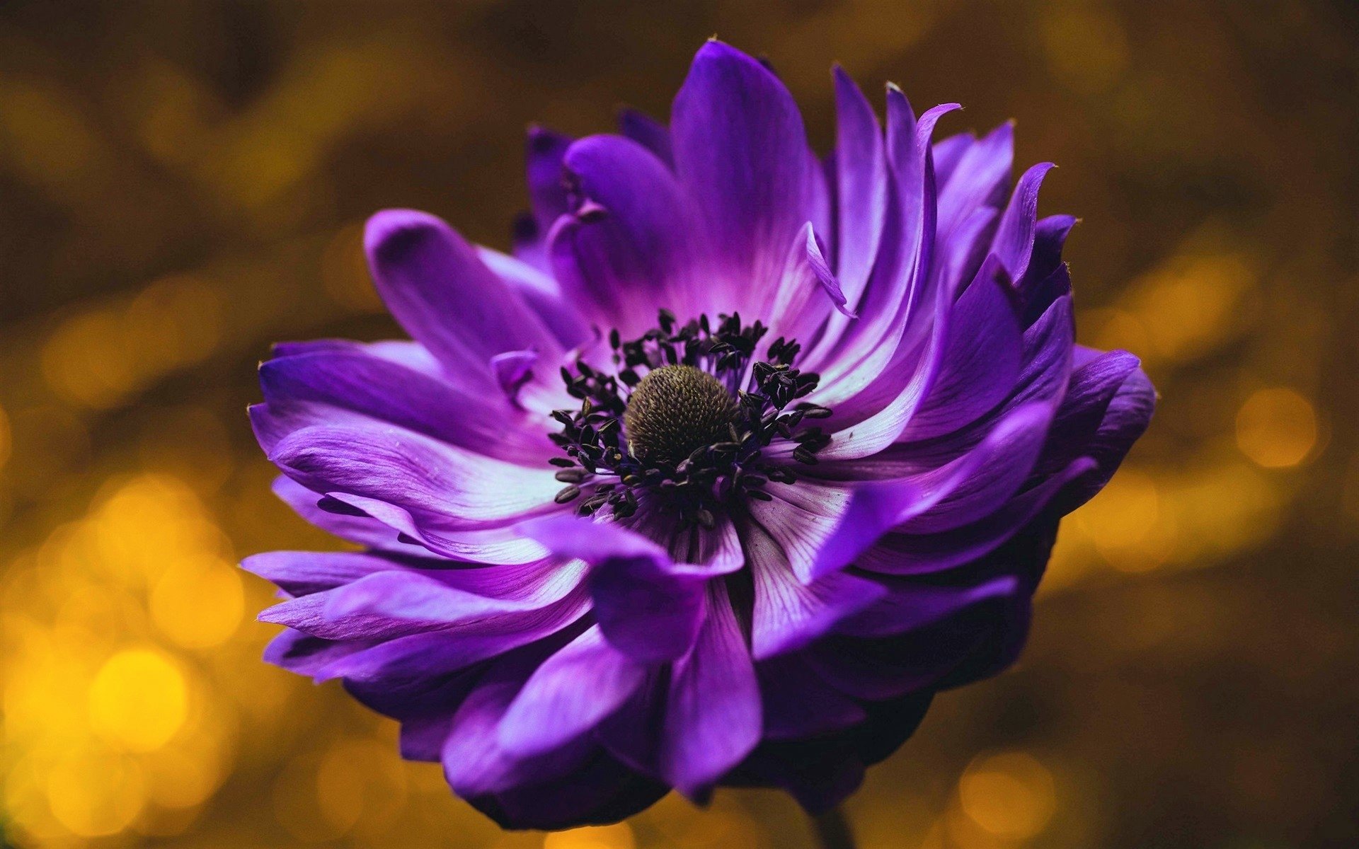 Download Bokeh Purple Flower Flower Nature Anemone HD Wallpaper