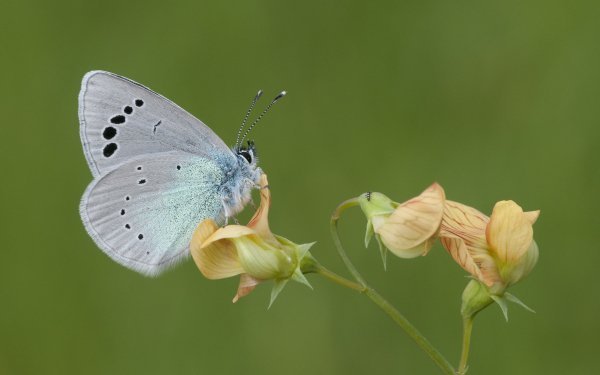 Animal Butterfly Green-underside Blue HD Wallpaper | Background Image