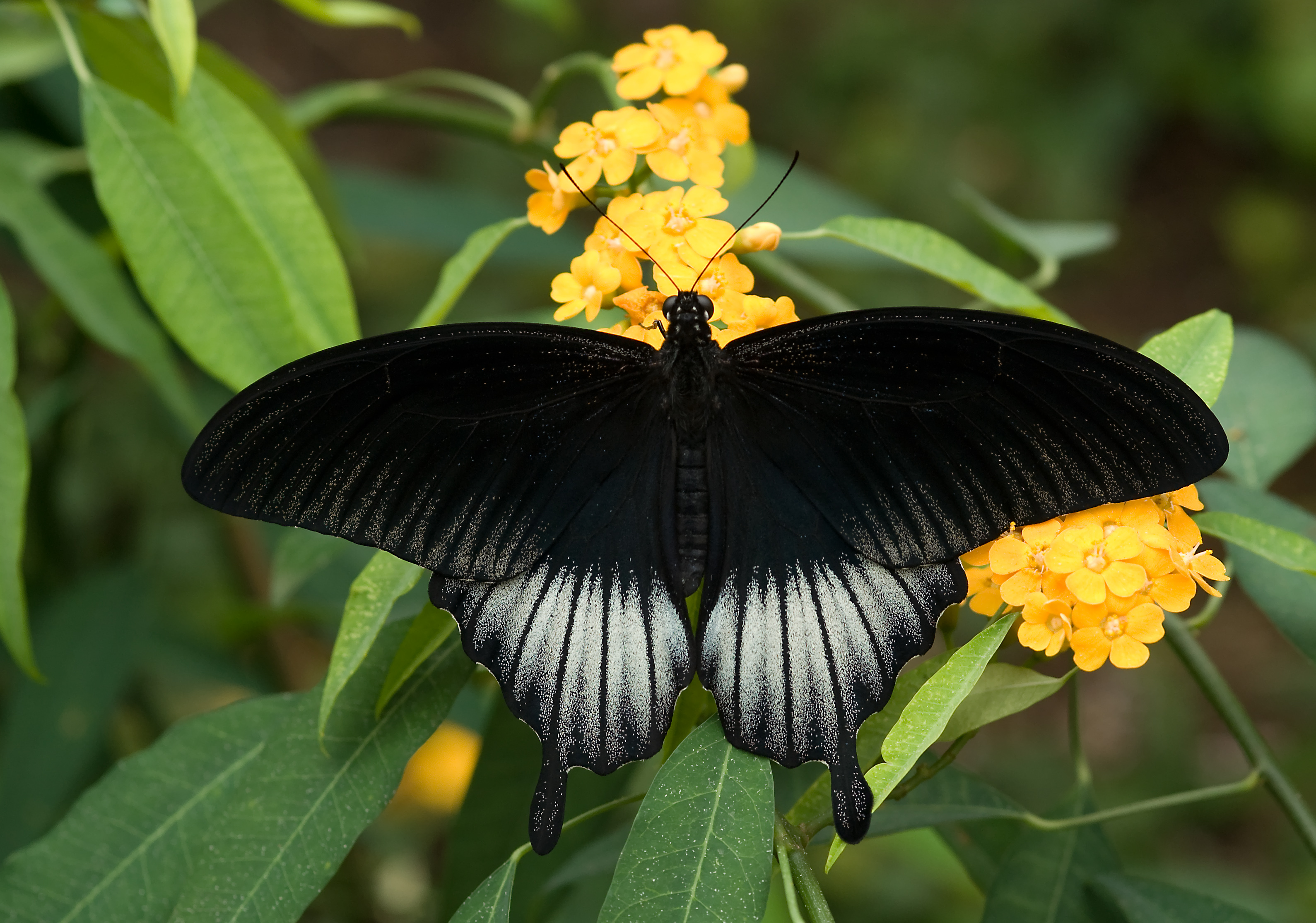 Great Mormon Swallowtail (Papilio memnon) by Pjt56