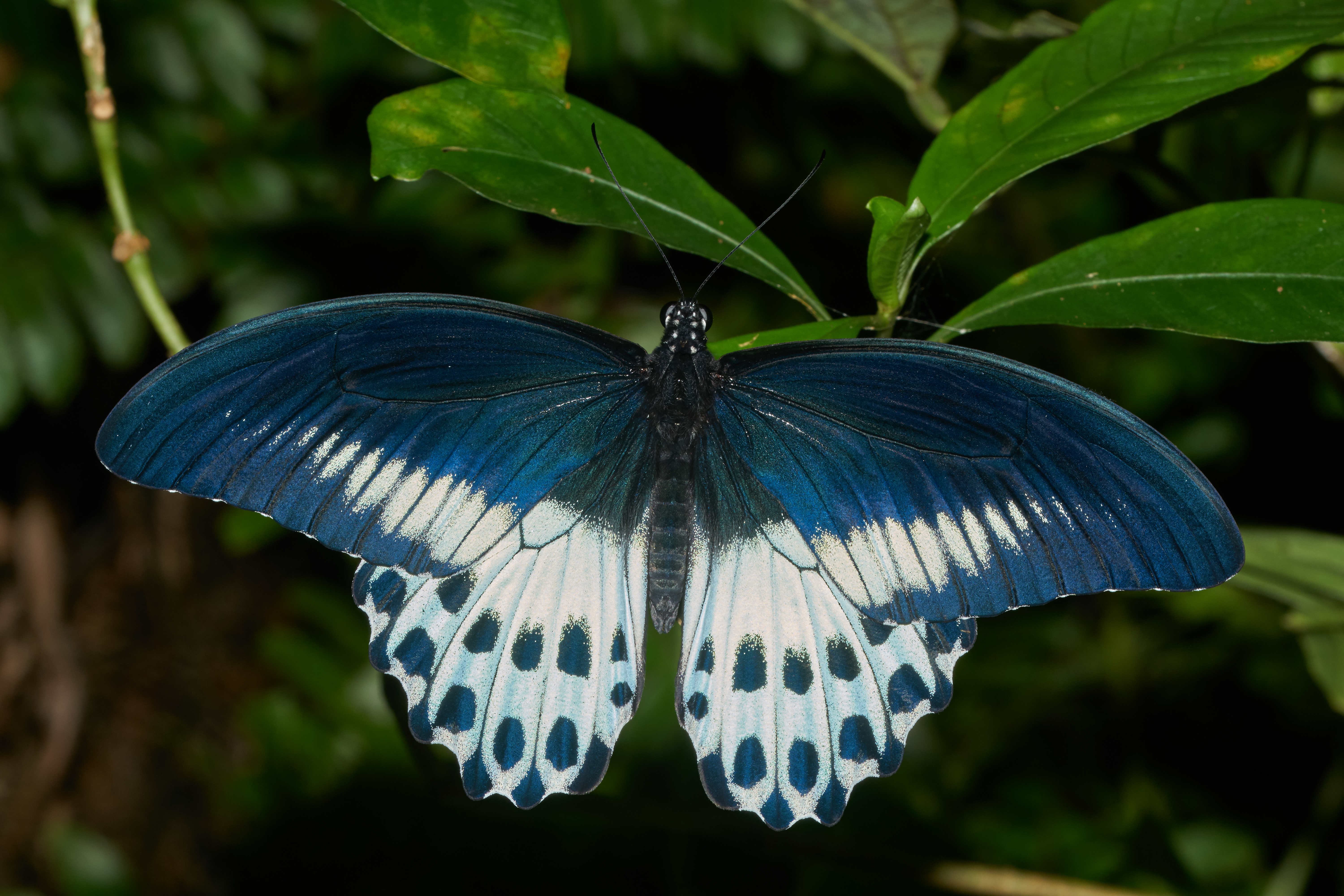 Blue Mormon (Papilio polymnestor species) by Jee & Rani Nature Photography