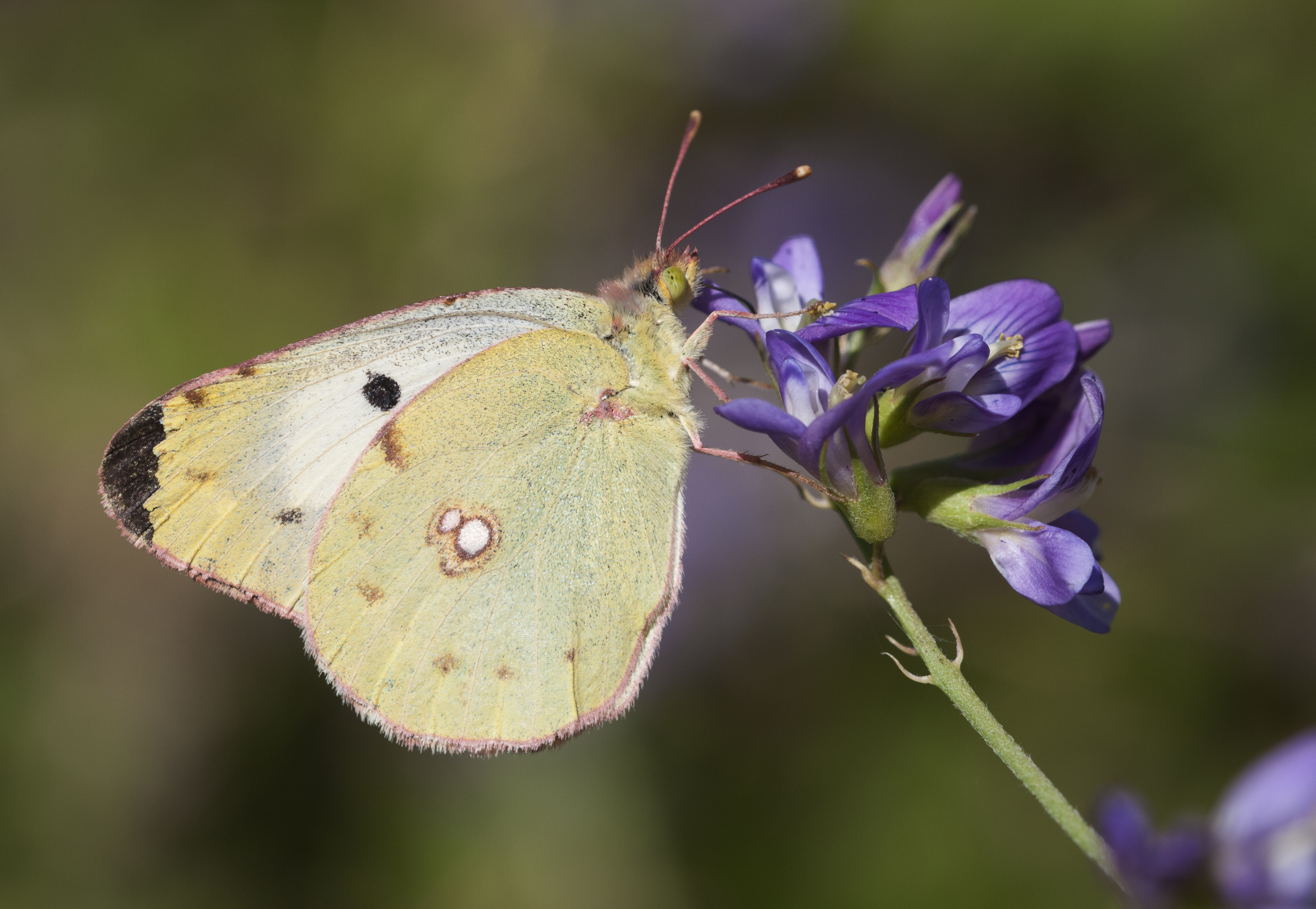 Colias alfacariensis, Berger's clouded yellow butterfly by Zeynel Cebeci
