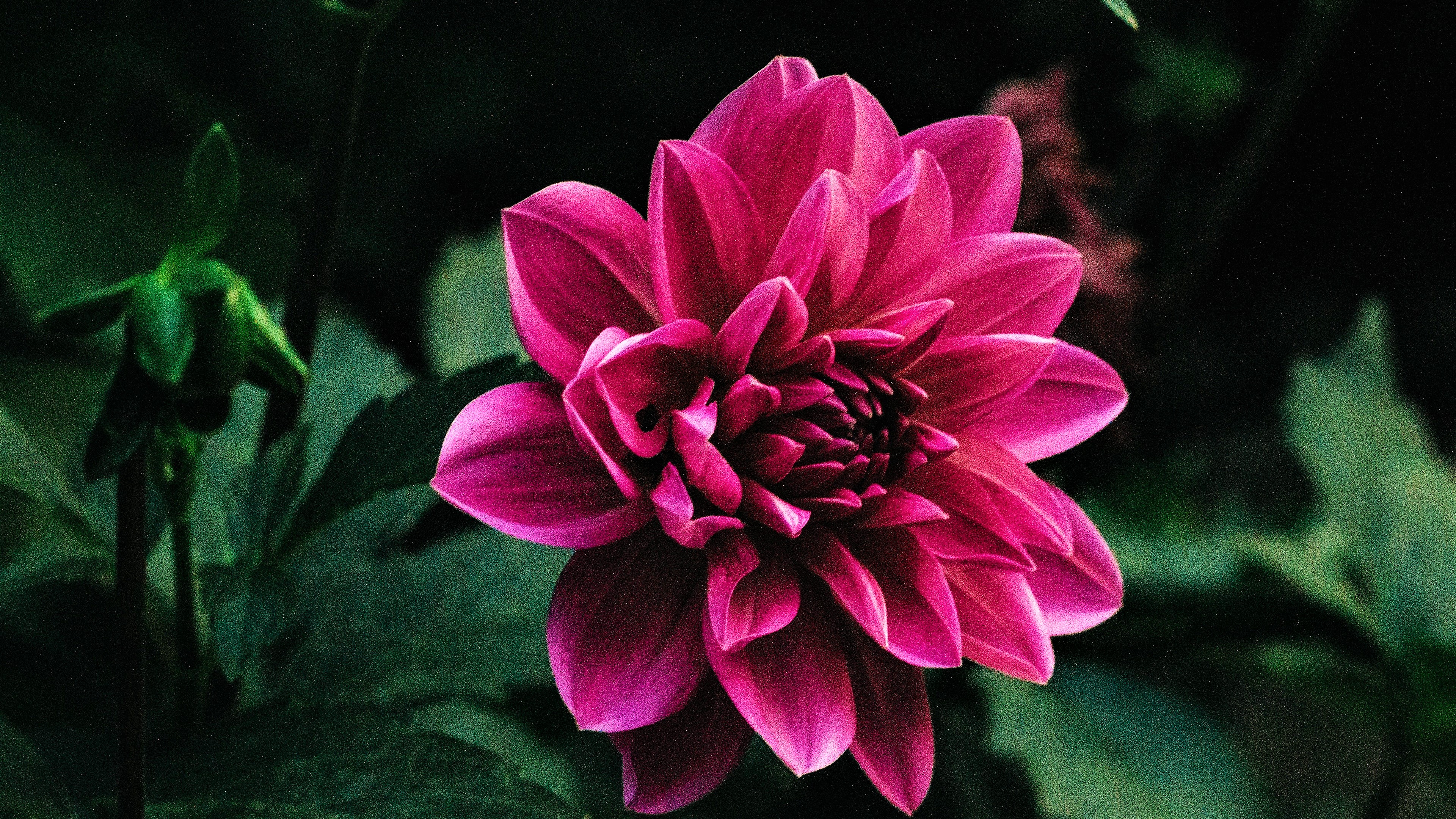 Download Pink Flower Flower Nature Dahlia 4k Ultra HD Wallpaper