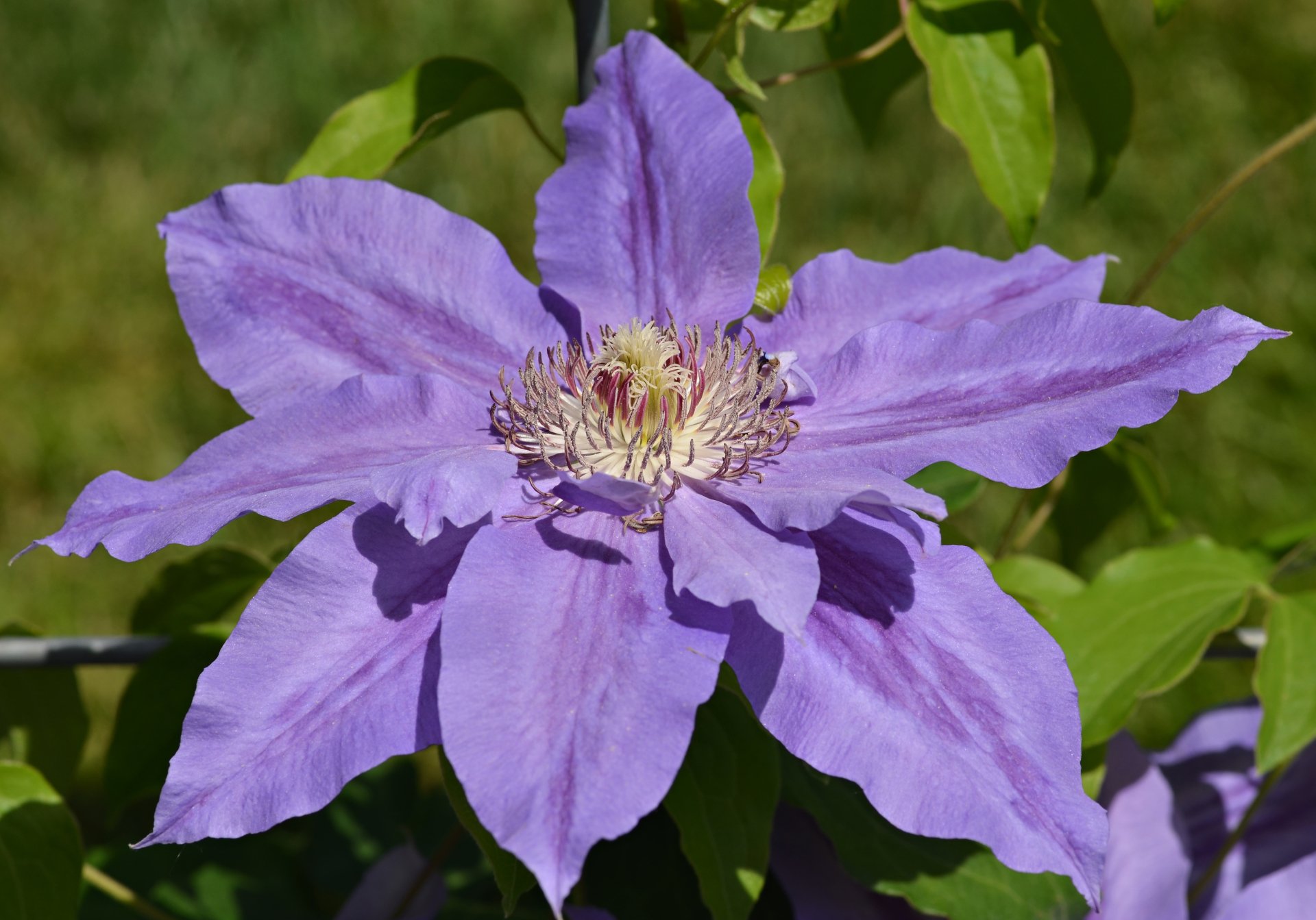 Download Flower Nature Clematis 4k Ultra HD Wallpaper by Derek Ramsey