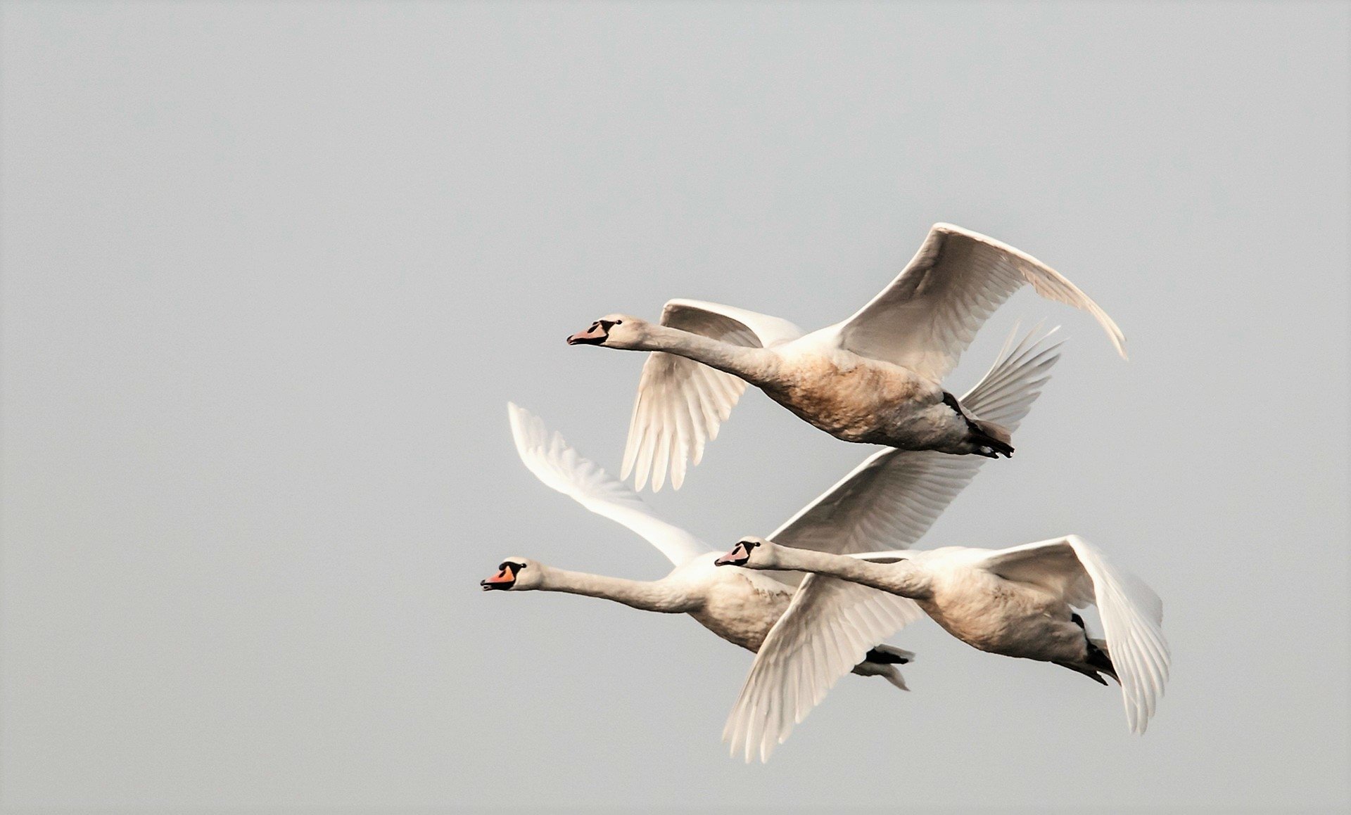 HD PC desktop wallpaper background: three swans (bird, animal) flying in formation against a pale gray sky.