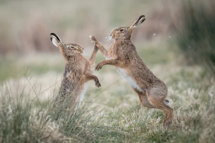 HD PC desktop wallpaper background showing two hares (animal) boxing mid-air above a grassy field with a soft, blurred natural backdrop.
