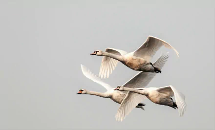 HD PC desktop wallpaper background: three swans (bird, animal) flying in formation against a pale gray sky.