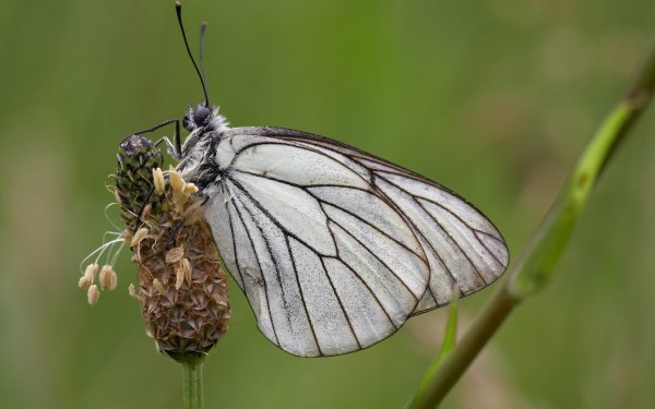 Animal Butterfly Black-veined White Ribwort Plantain Flower HD Wallpaper | Background Image