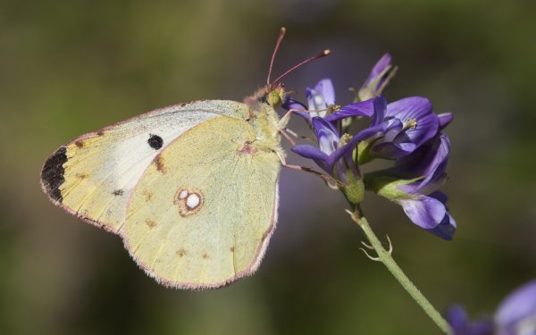 Animal Butterfly Berger's Clouded Yellow Flower HD Wallpaper | Background Image