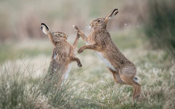 HD PC desktop wallpaper background showing two hares (animal) boxing mid-air above a grassy field with a soft, blurred natural backdrop.
