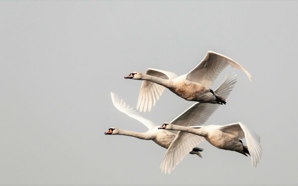 Animal Swan Birds Swans Bird Flying HD Wallpaper | Background Image