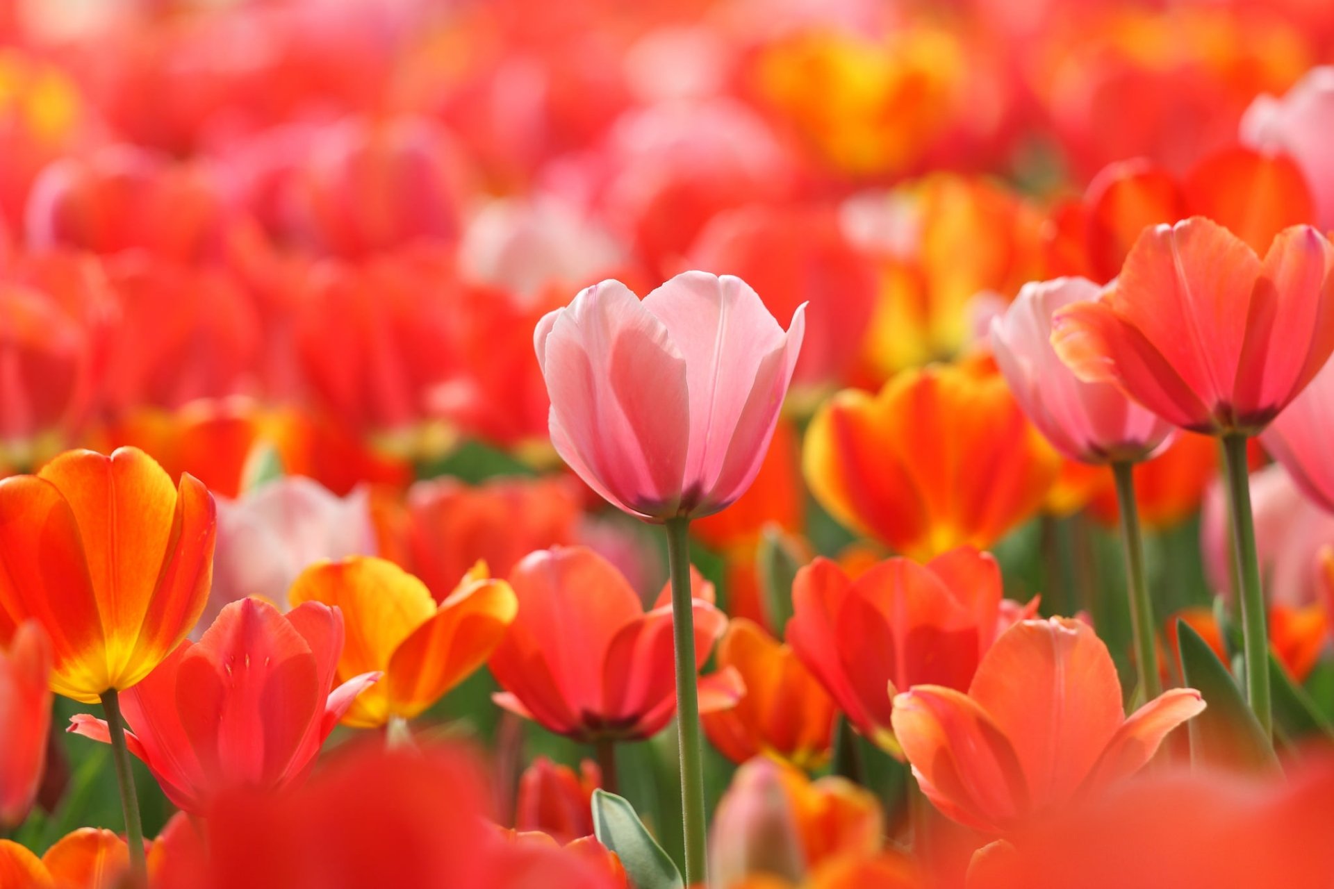 Tulip HD Wallpaper | Background Image | 2048x1365