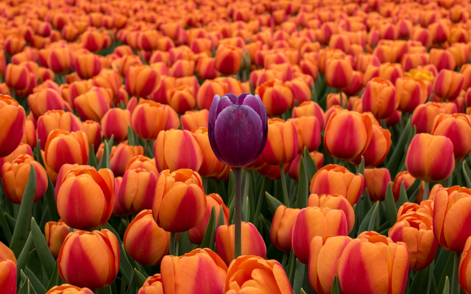 Download Orange Flower Purple Flower Flower Nature Tulip 4k Ultra HD ...