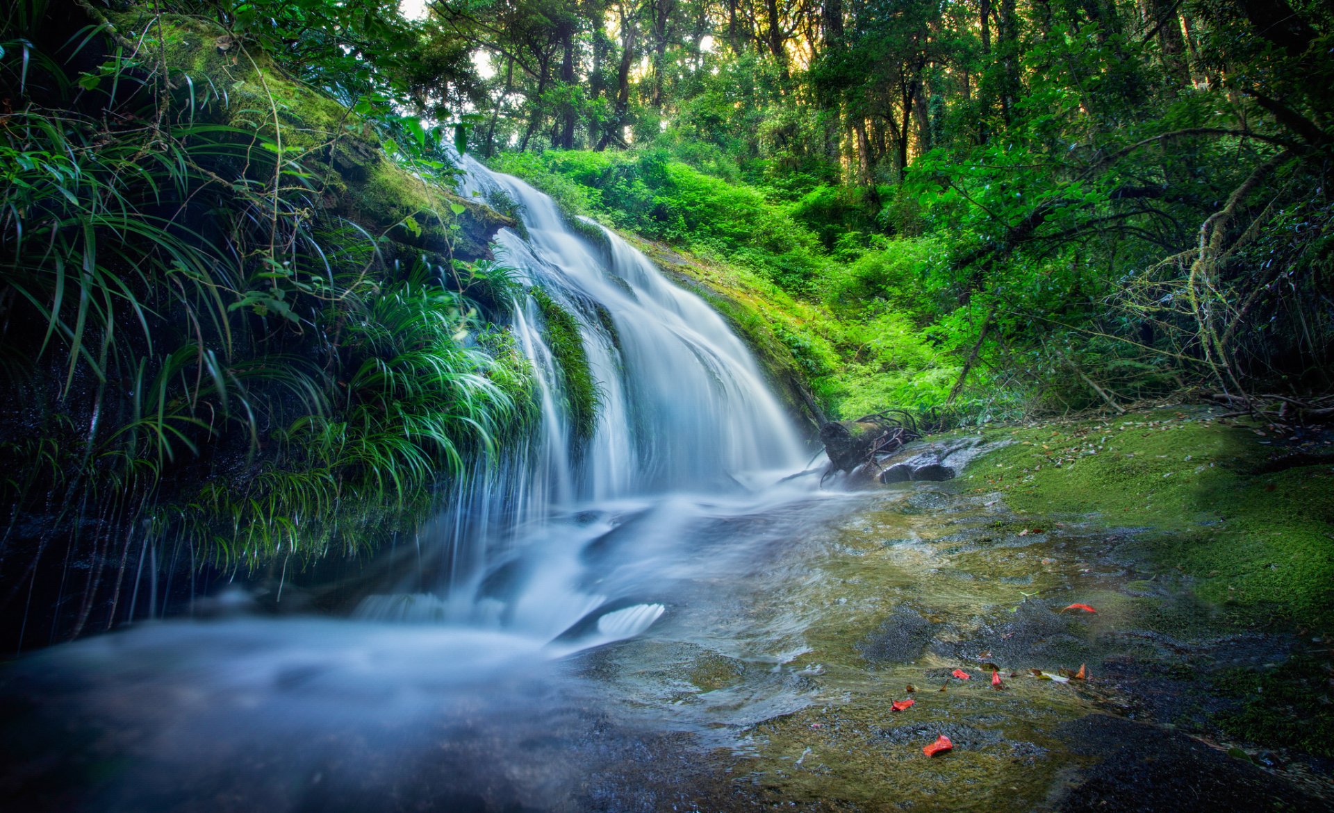 Download Greenery Stream Forest Nature Waterfall HD Wallpaper