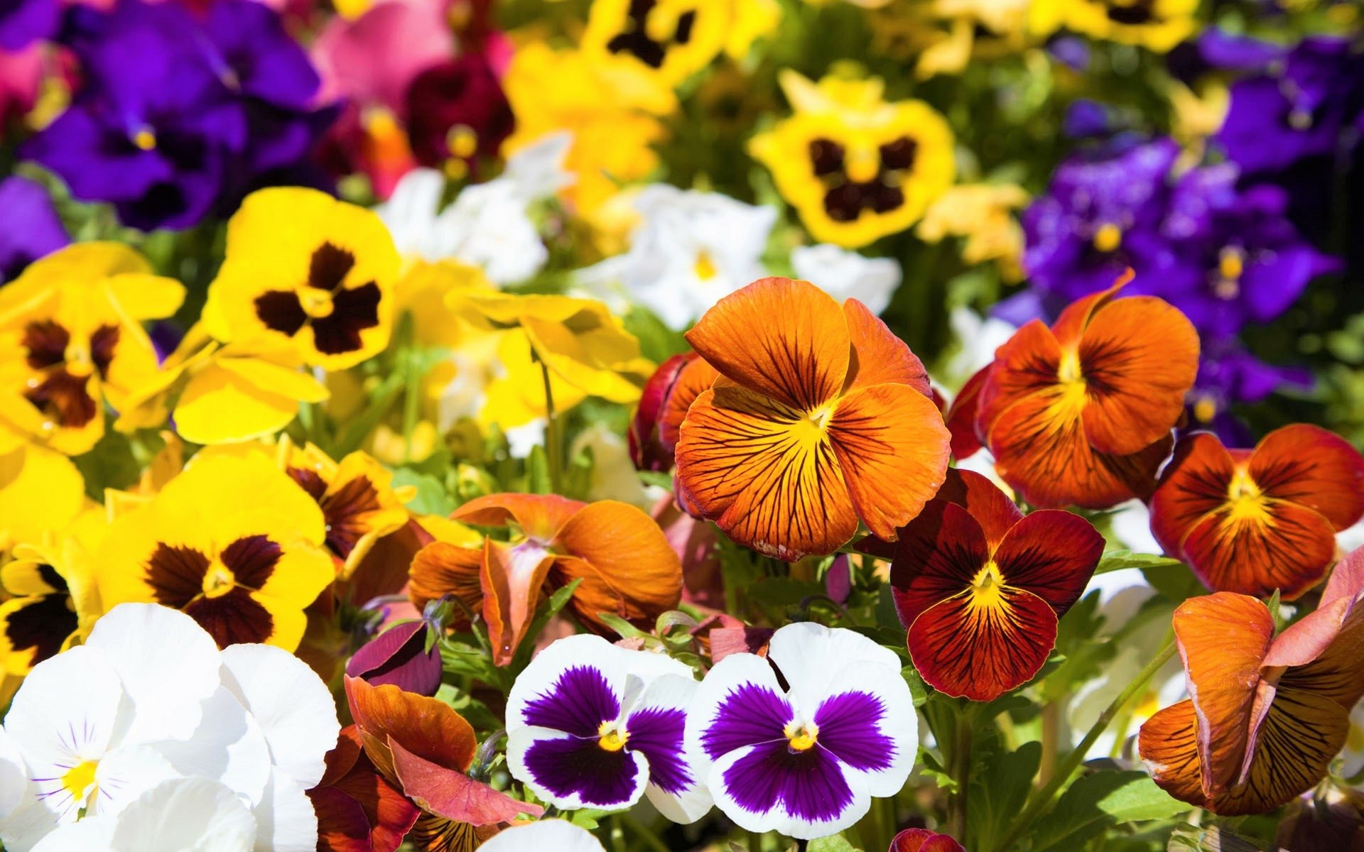 Download Colorful Flower Nature Pansy HD Wallpaper