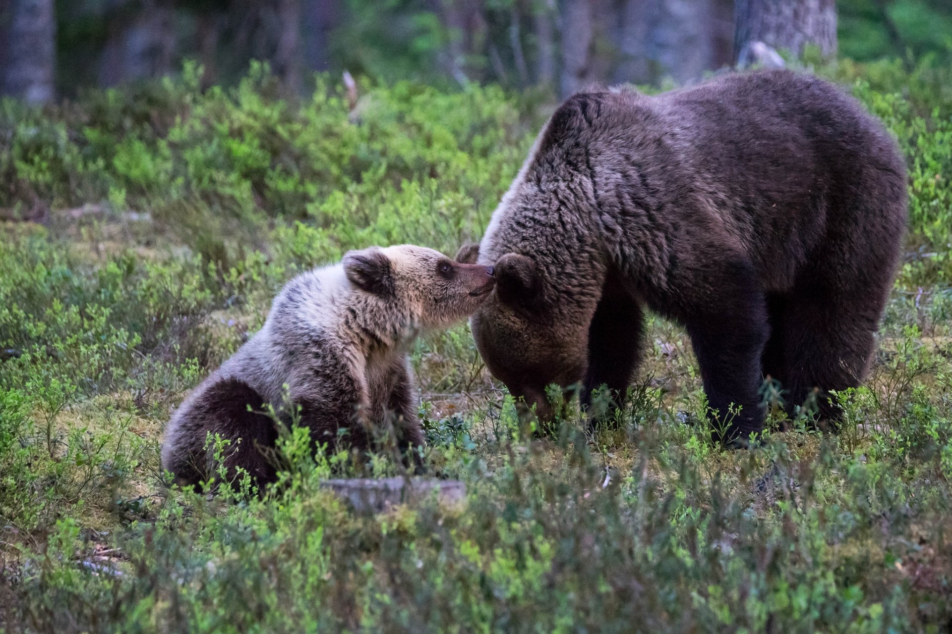 Download Cub Baby Animal Animal Bear HD Wallpaper