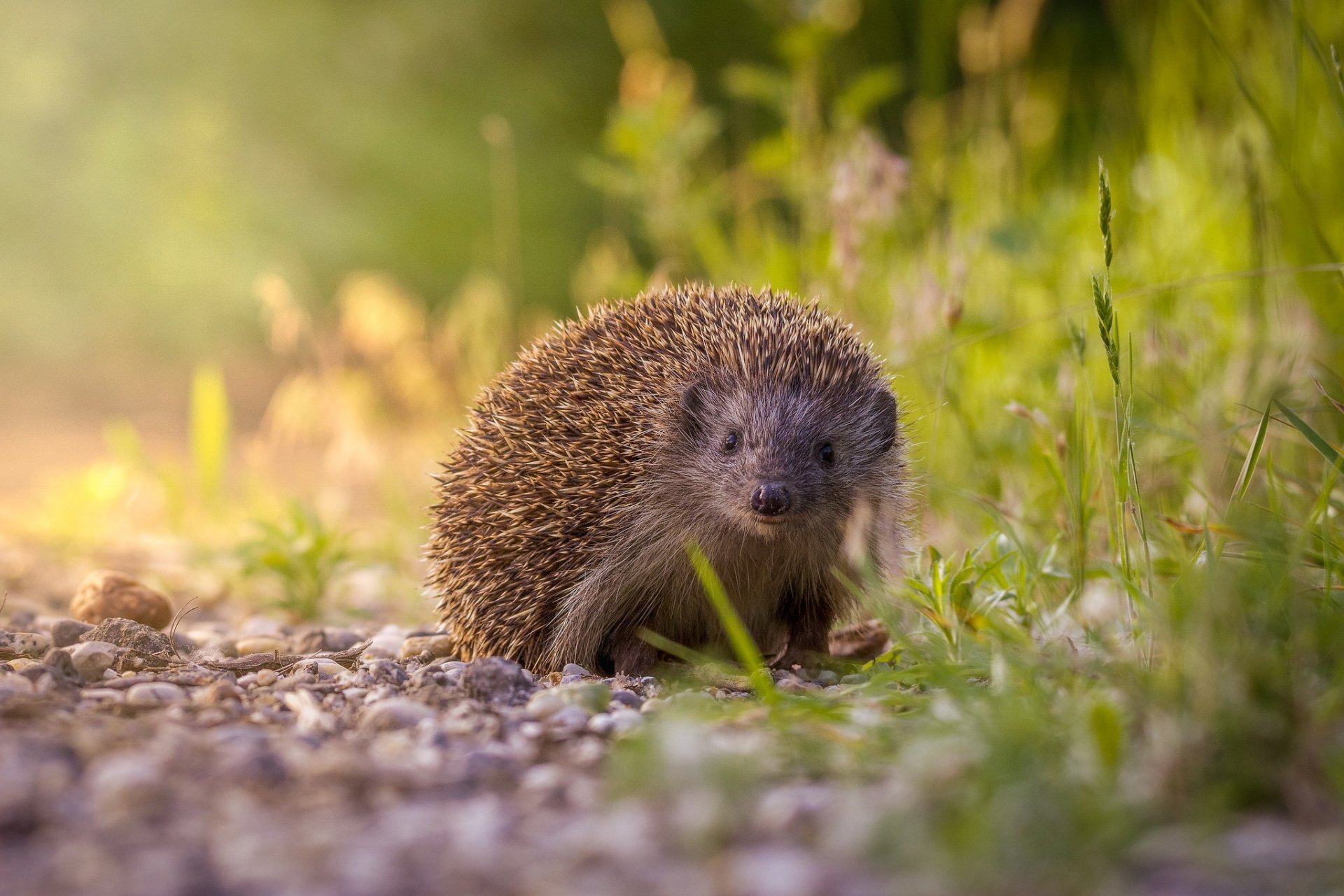 Download Animal Hedgehog HD Wallpaper