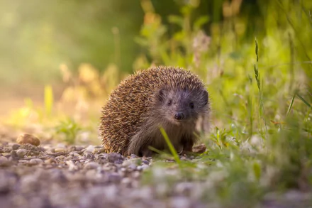 HD PC desktop wallpaper featuring a close-up of a hedgehog on a gravel path surrounded by green foliage and soft sunlight.