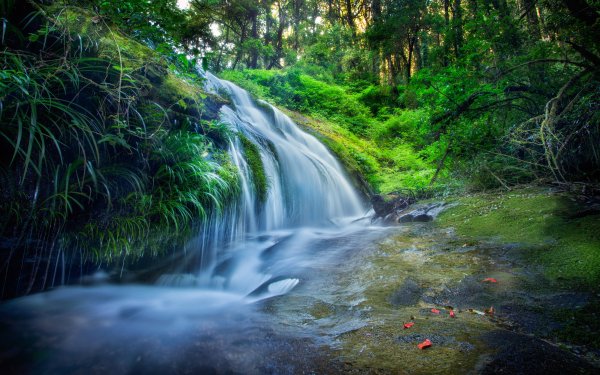 Nature Waterfall Waterfalls Forest Stream Greenery HD Wallpaper | Background Image