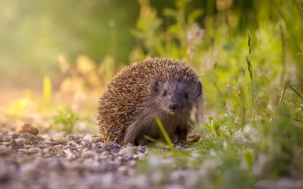 HD PC desktop wallpaper featuring a close-up of a hedgehog on a gravel path surrounded by green foliage and soft sunlight.
