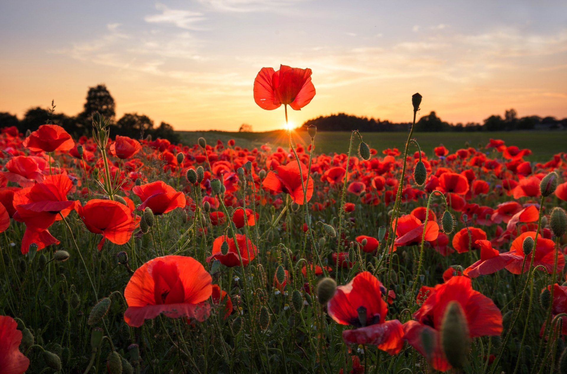 Download Sunrise Summer Field Red Flower Flower Nature Poppy HD Wallpaper