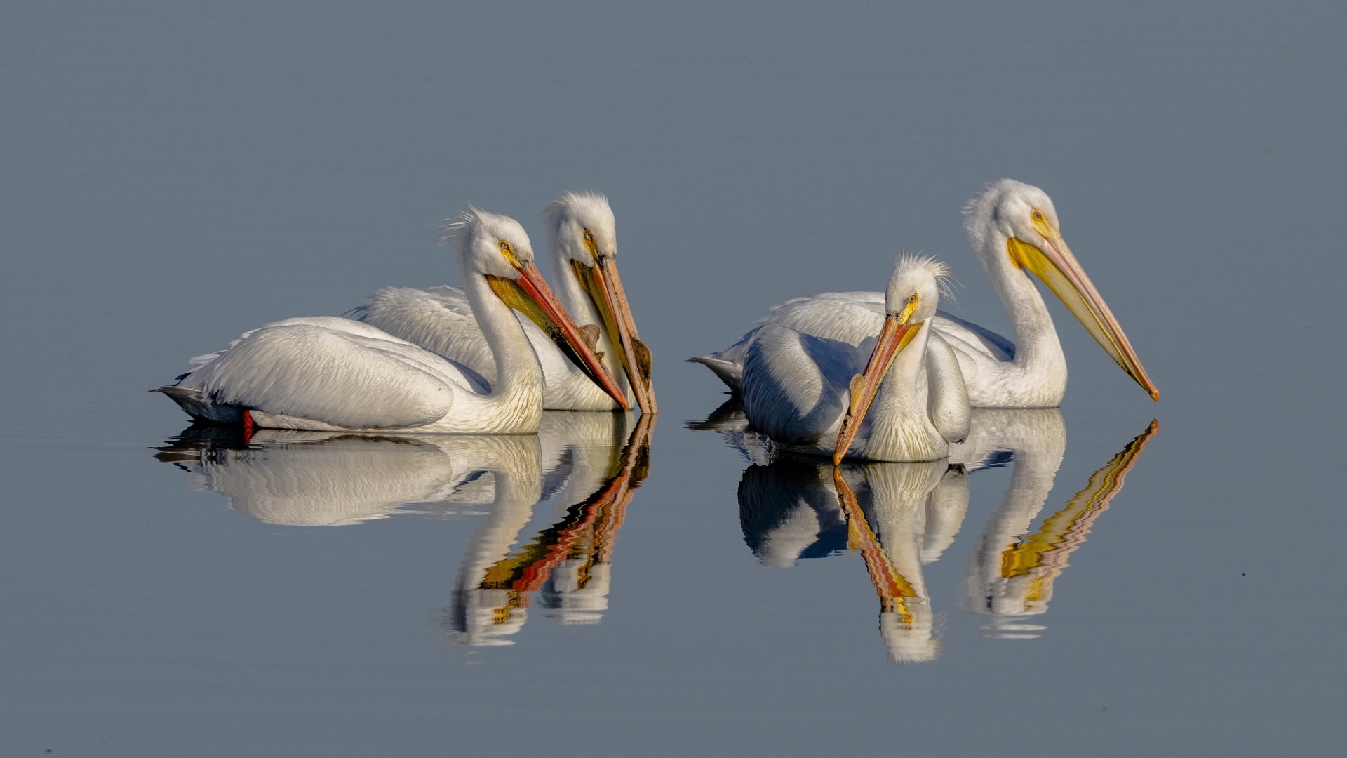 Four white pelican birds floating in calm water with crisp mirror reflection against a soft blue-gray sky — 4K Ultra HD PC desktop wallpaper/background.