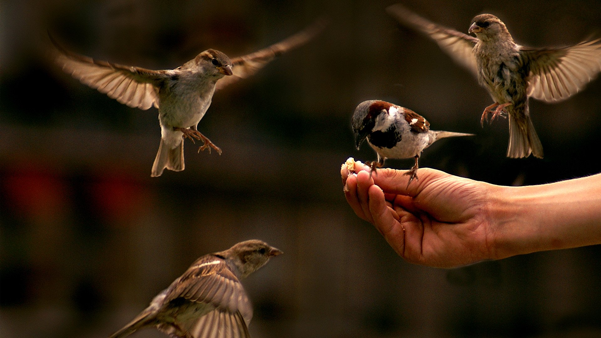 Кормить птиц с руки