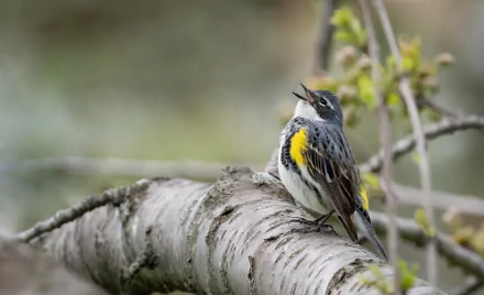 HD PC desktop wallpaper of a warbler bird (animal) perched on a birch branch, singing with a yellow breast patch against a soft, blurred background.