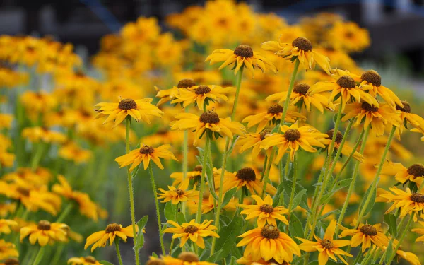 yellow flower close-up flower nature black-eyed susan HD Desktop Wallpaper | Background Image