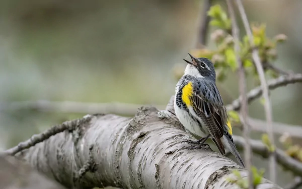 HD PC desktop wallpaper of a warbler bird (animal) perched on a birch branch, singing with a yellow breast patch against a soft, blurred background.