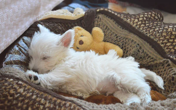 Sleeping West Highland White Terrier puppy cuddled with a small teddy on a cozy blanket — baby animal dog image, 2K Quad HD PC desktop wallpaper and background.