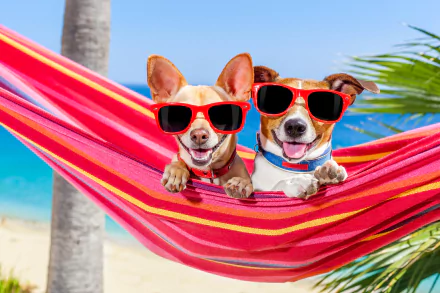 5K Ultra HD PC desktop wallpaper: Jack Russell terrier and Chihuahua dogs wearing red sunglasses, lounging together in a red-striped hammock on a sunny tropical beach.