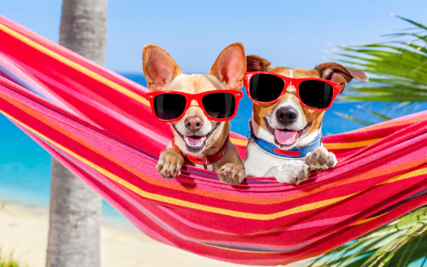 5K Ultra HD PC desktop wallpaper: Jack Russell terrier and Chihuahua dogs wearing red sunglasses, lounging together in a red-striped hammock on a sunny tropical beach.