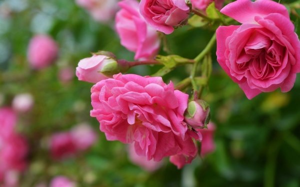 Nature Rose Flowers Flower Pink Flower Macro HD Wallpaper | Background Image