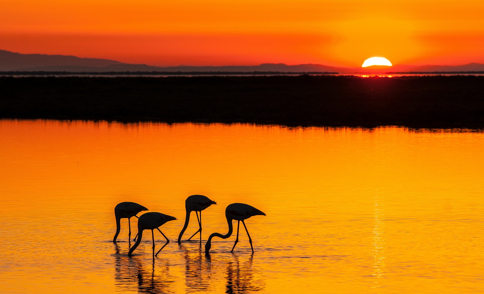 Download Silhouette Bird Lake Water Sun Sunset Animal Flamingo HD Wallpaper