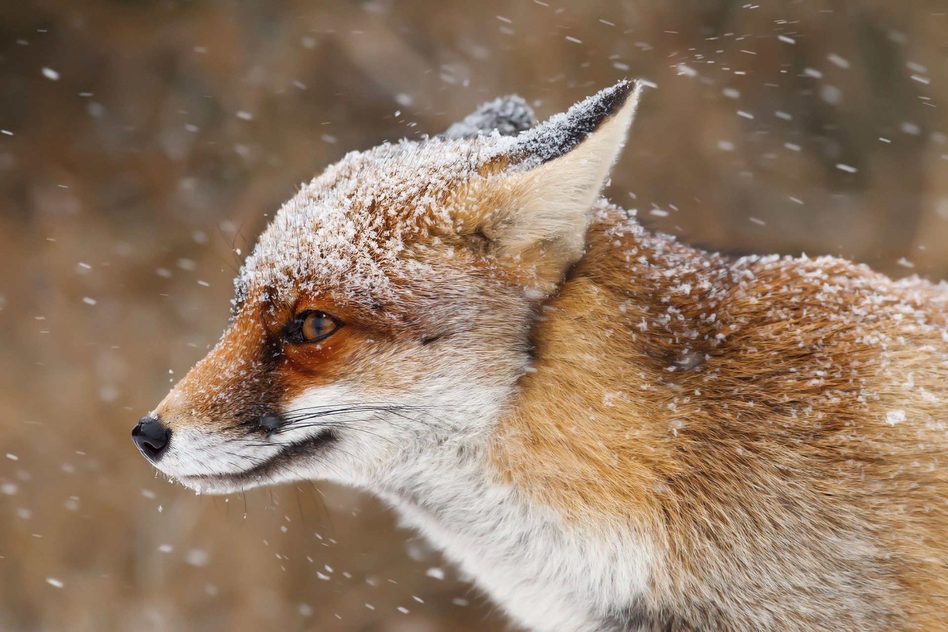 Close-up HD desktop wallpaper of a fox with snowflakes on its fur during a snowfall, showcasing detailed animal features in a winter setting.
