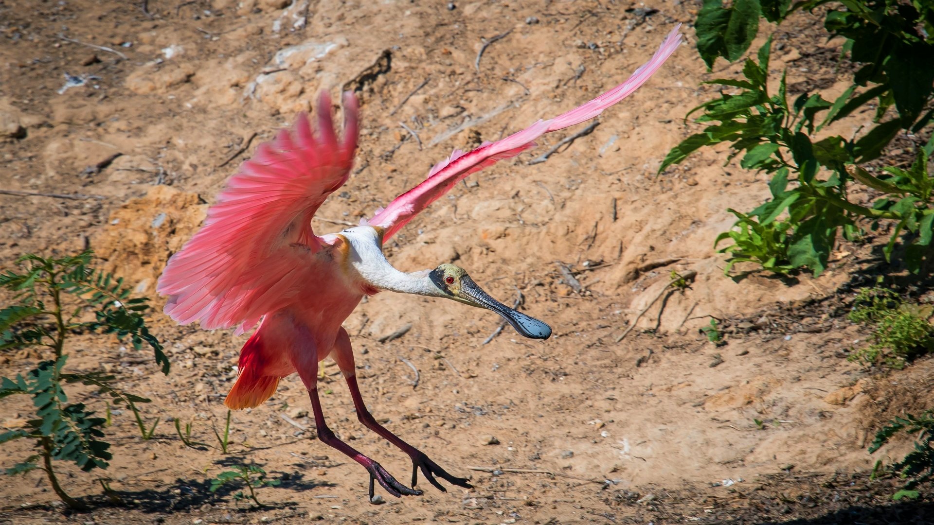 Download Bird Animal Roseate Spoonbill 4k Ultra HD Wallpaper