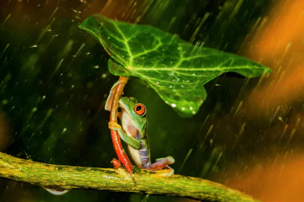 A Red-Eyed Tree Frog shelters under a leaf, clinging to a branch during rainfall. The vibrant image captures the frog’s vivid colors and the lush green surroundings.