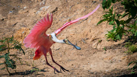  Roseate Spoonbill Coming in for a Landing