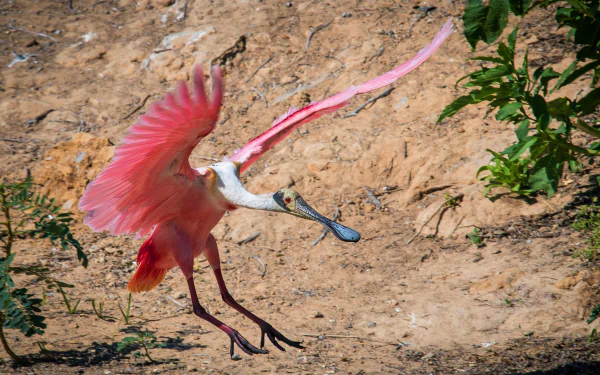  Roseate Spoonbill Coming in for a Landing