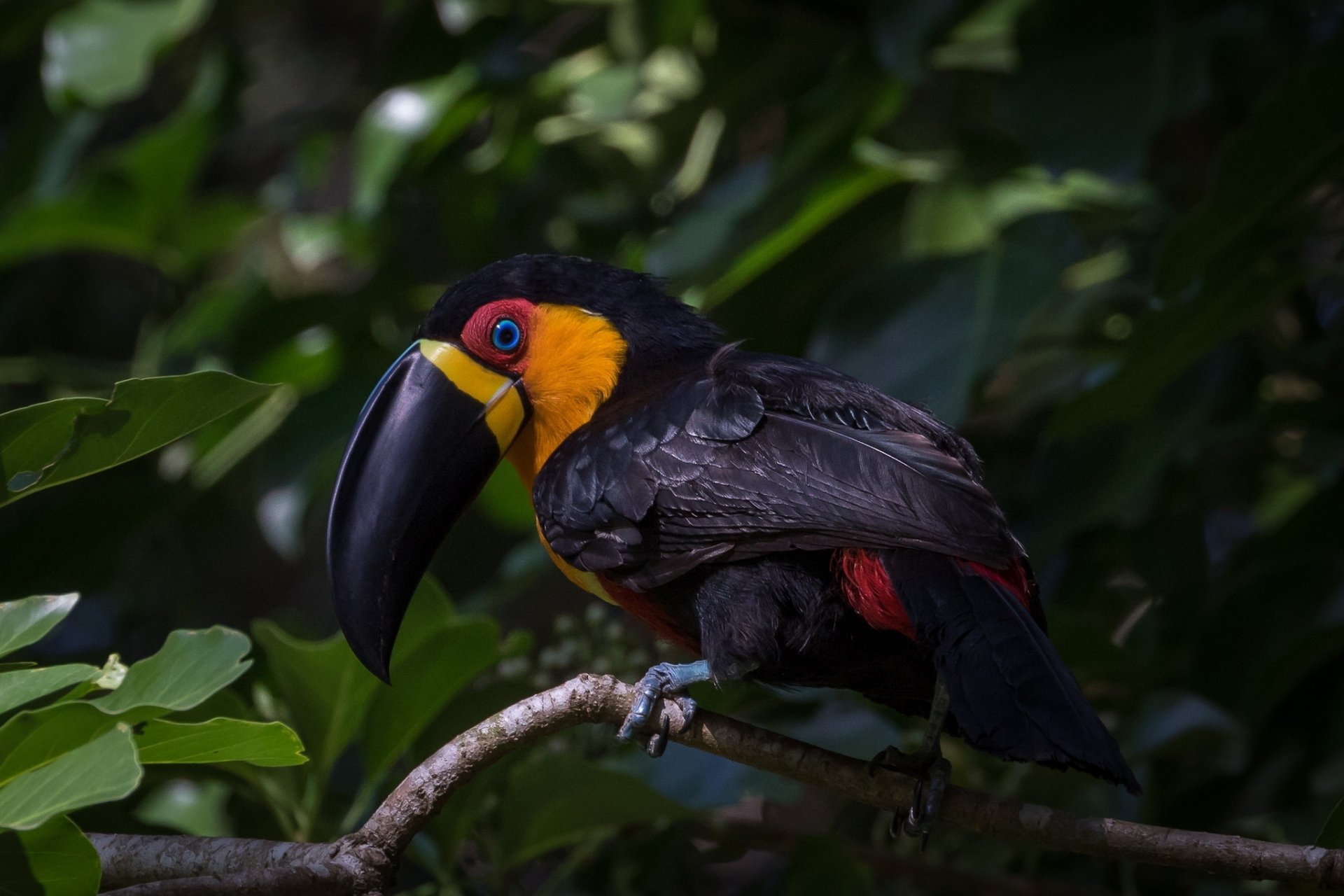 HD PC desktop wallpaper featuring a colorful toucan bird with a large beak perched on a branch amidst green foliage.