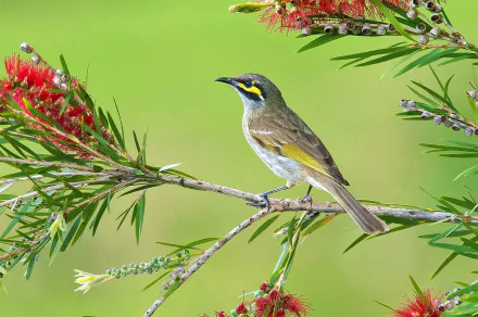  Yellow-faced Honeyeater (Caligavis chrysops)