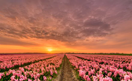  Field of Pink Hyacinths at Sunset