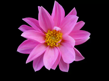  Pink Flower