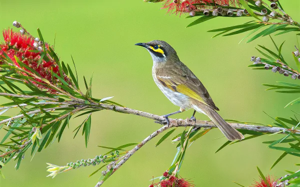  Yellow-faced Honeyeater (Caligavis chrysops)