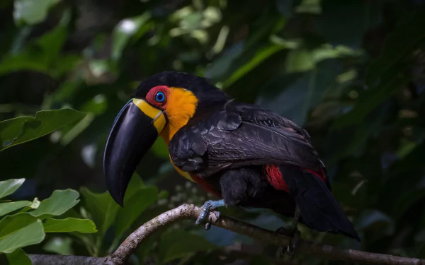 HD PC desktop wallpaper featuring a colorful toucan bird with a large beak perched on a branch amidst green foliage.