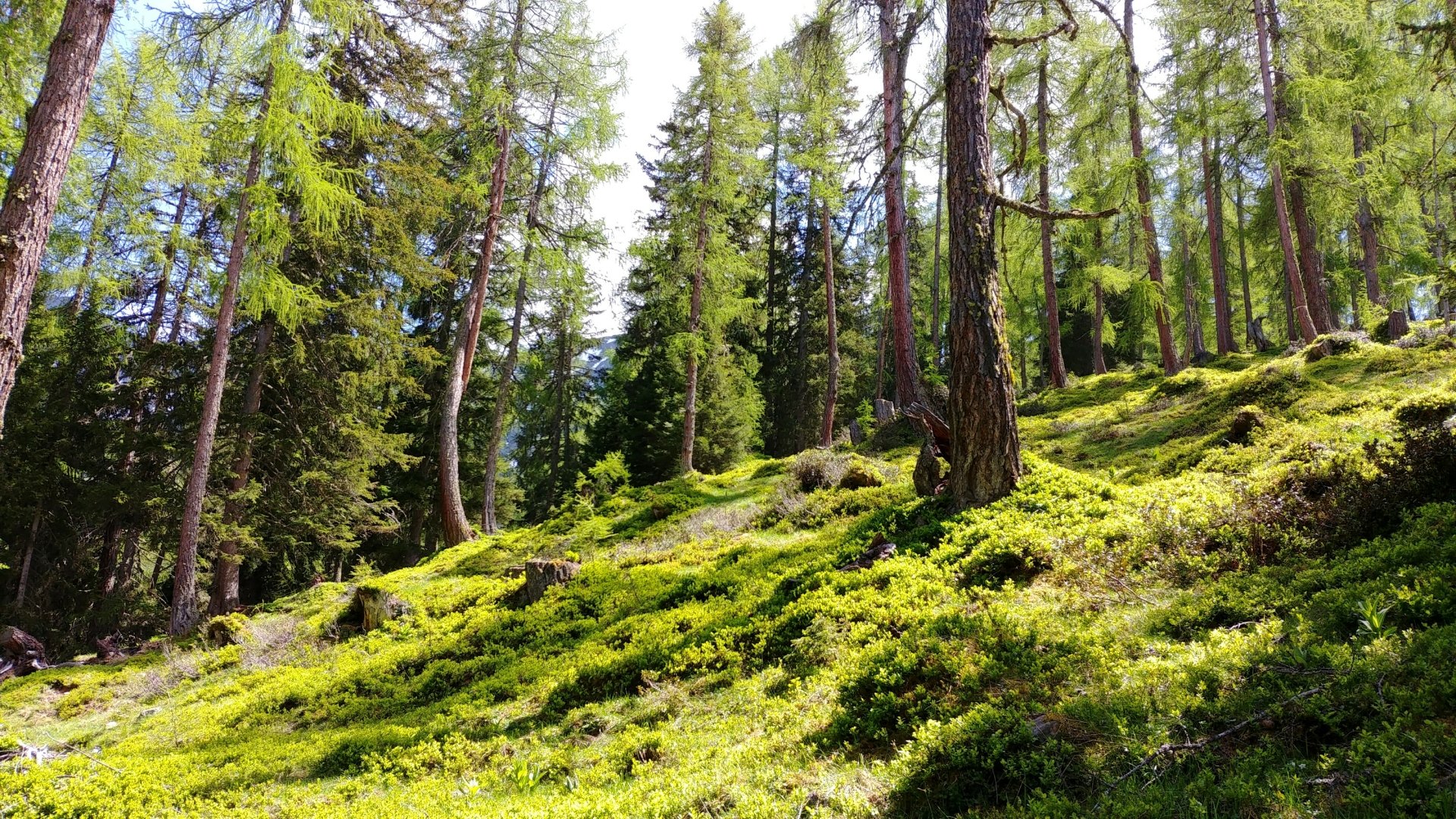 Lush green forest landscape with tall trees and vibrant grass under a bright sky, captured in HD for a serene PC desktop wallpaper and background.