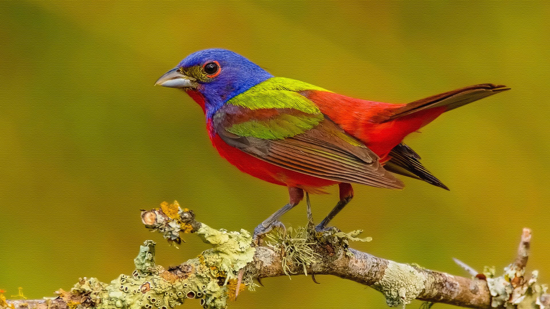 Painted Bunting - Print on Canvas 4k Ultra HD Wallpaper | Background
